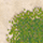 115/61
